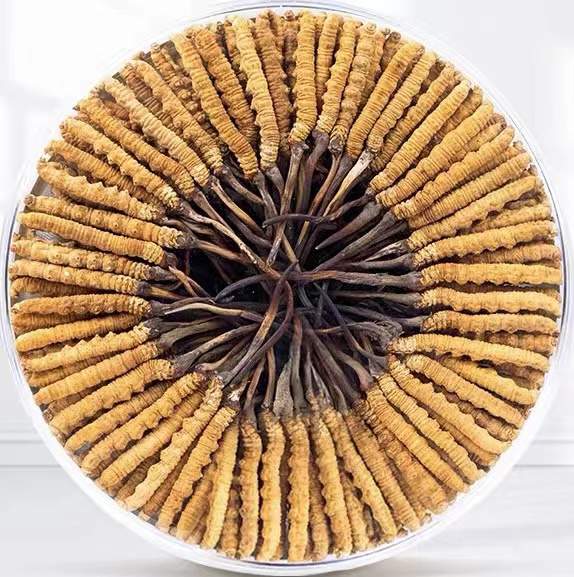 老街街道冬虫夏草回收